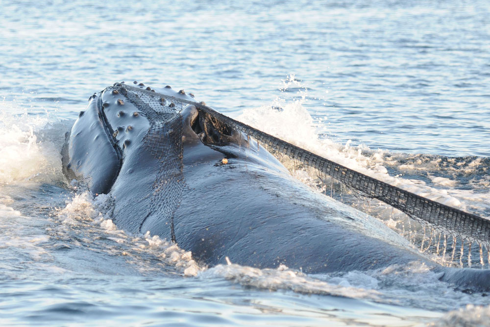 Cutter, entangled in fishing net (Photo by Christie McMillan, MERS)