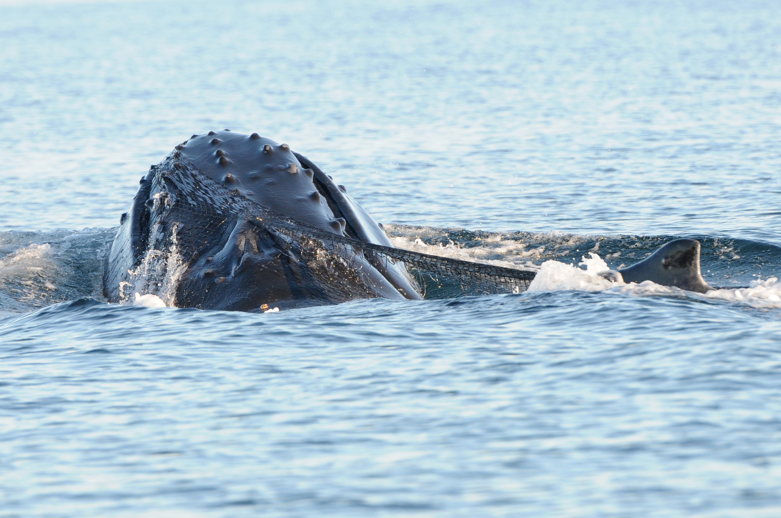 Cutter twisting at the surface (Photo by Christie McMillan, MERS)