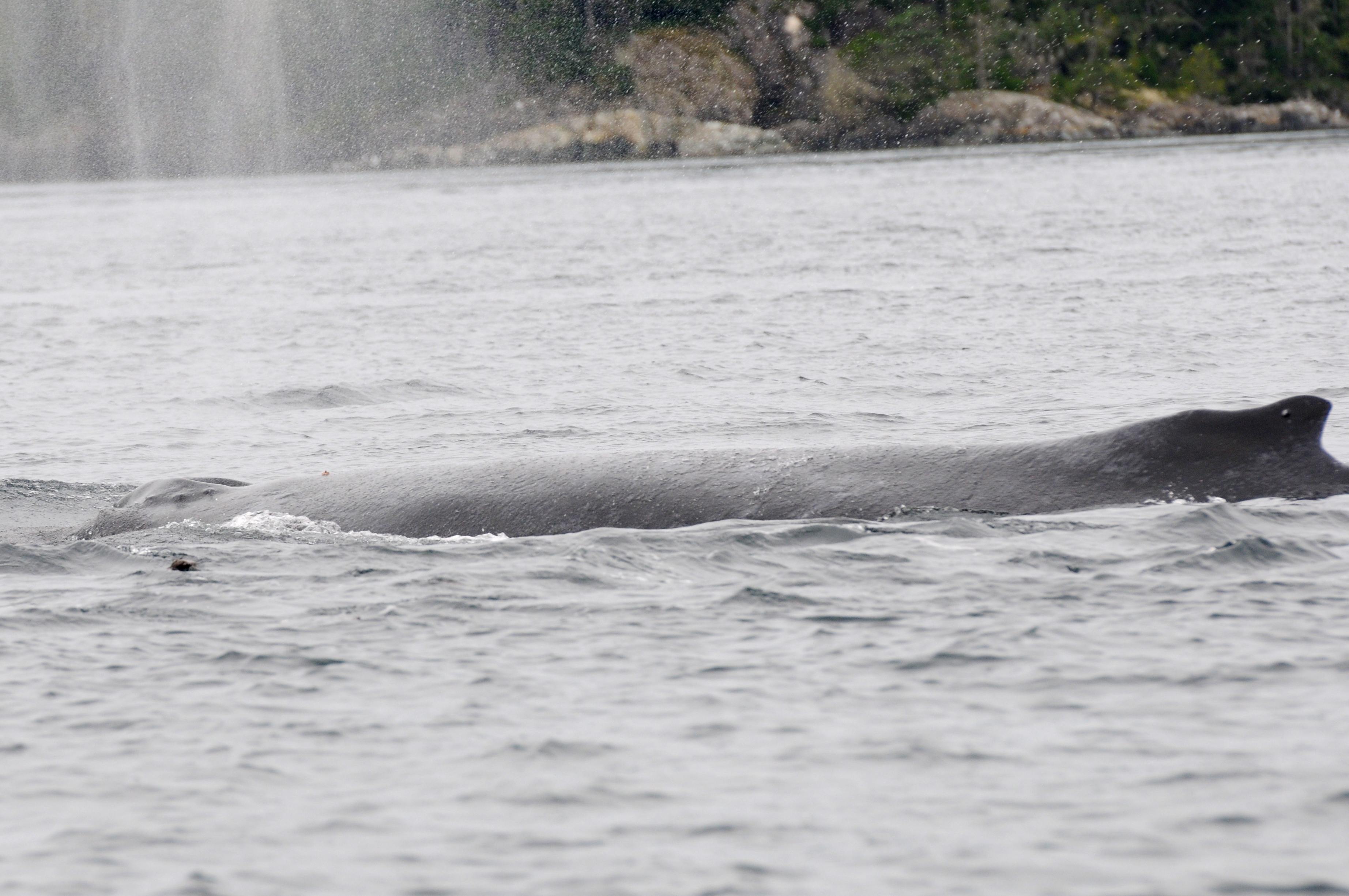 Cutter today - swimming and feeding effectively.  Photo by Christie McMillan, MERS