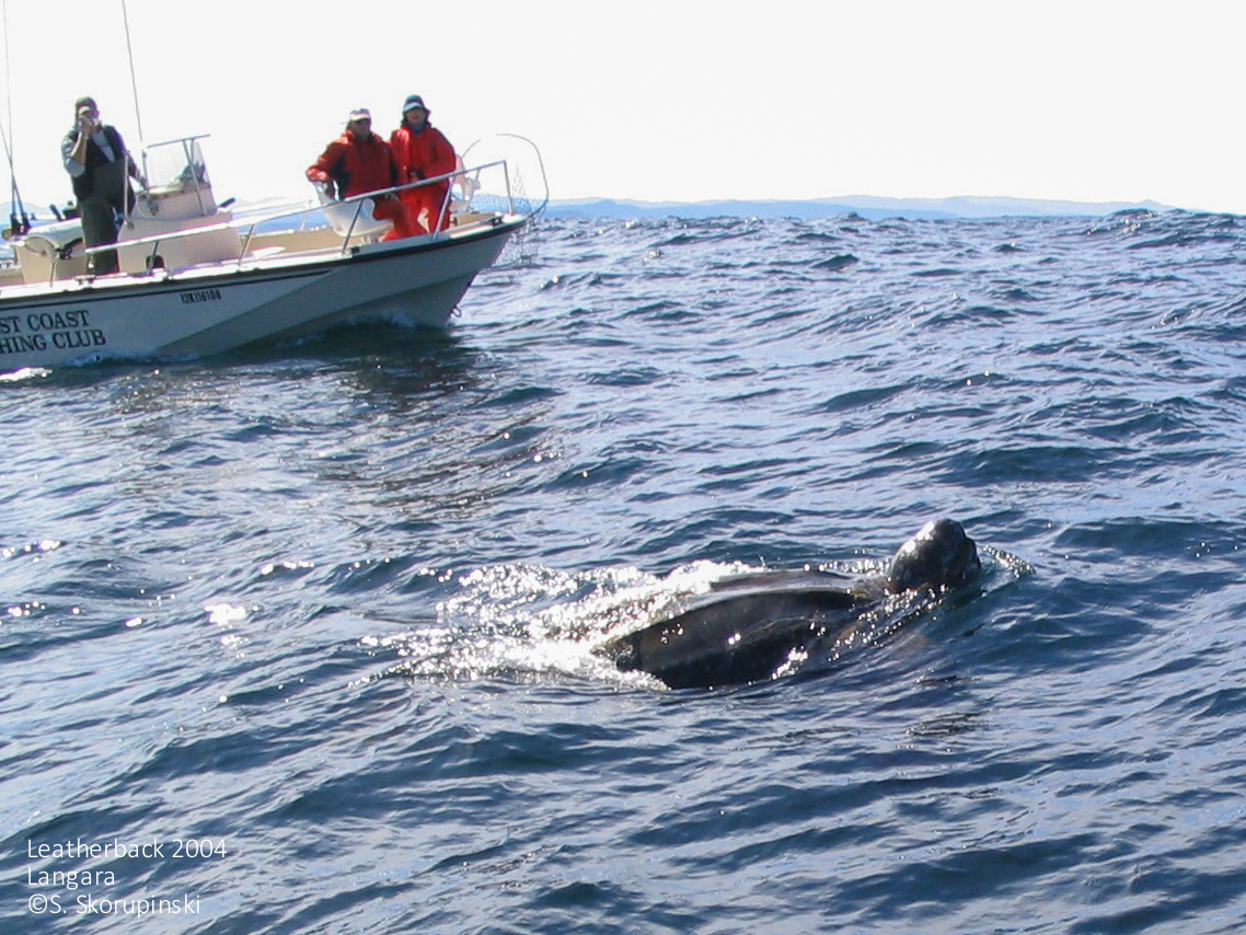 Leatherback Turtle sighted off Langara Island in 2004. ©S. Skorupinski. Click to enlarge. 