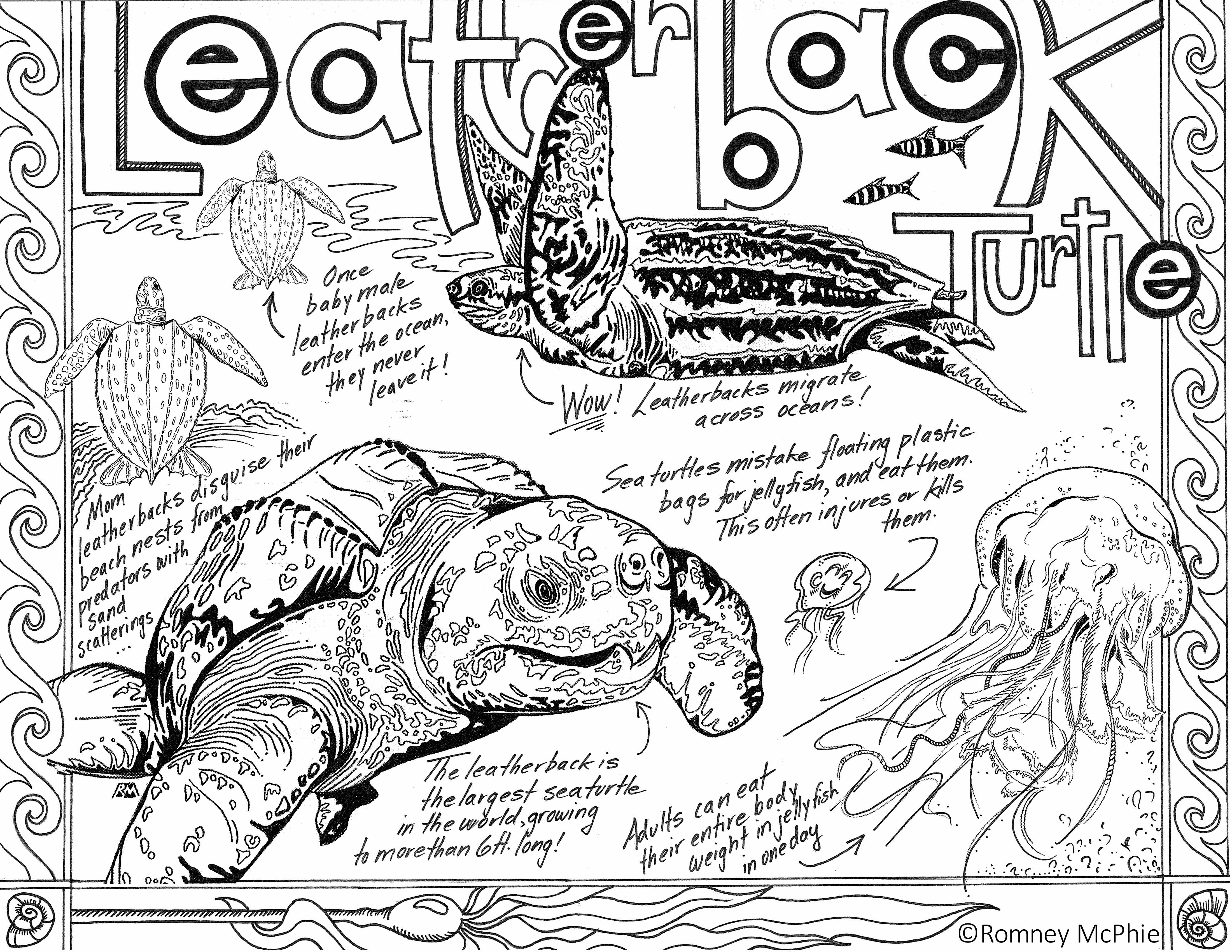 Leatherback Turtle colour sheet by Romney McPhie. Click to enlarge and download. 