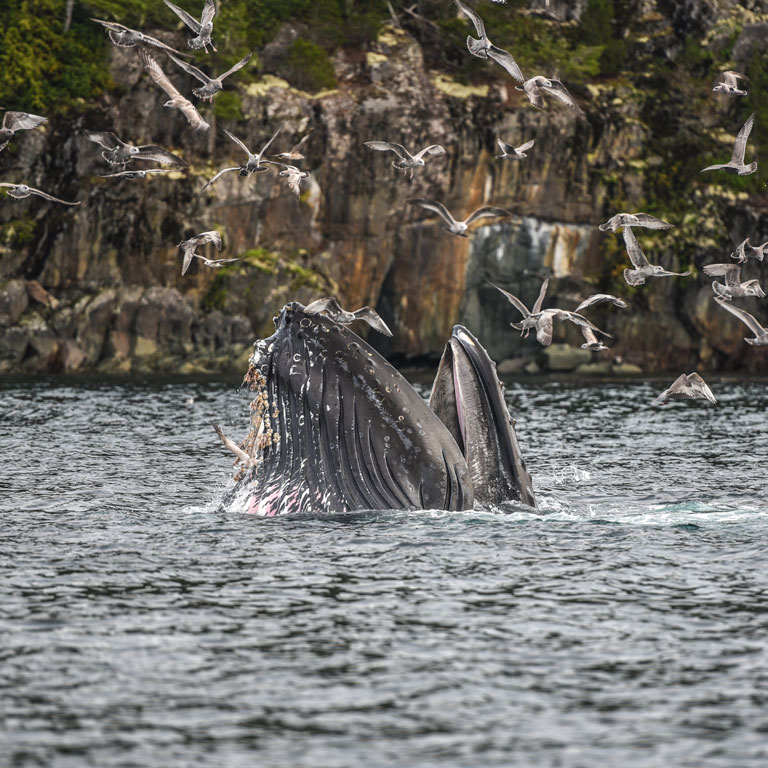 conger feeding