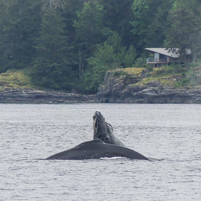 mers marine education research society whale nick above water trees and house in background