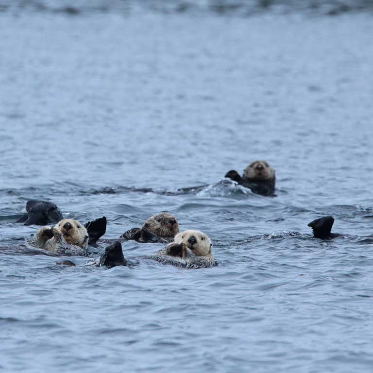 mers marine education research society otters playing in water