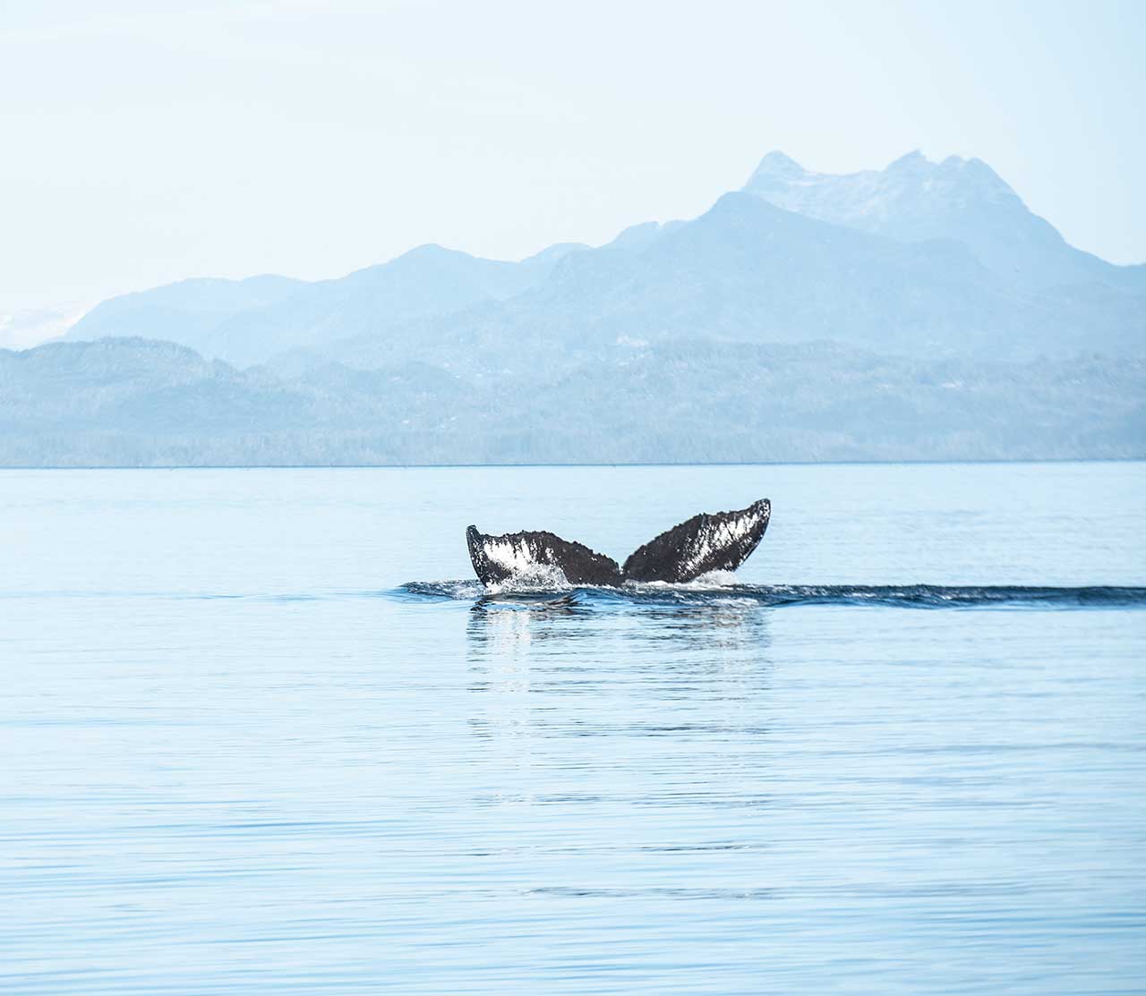 mers marine education research society whale argonaut tail peeping above water