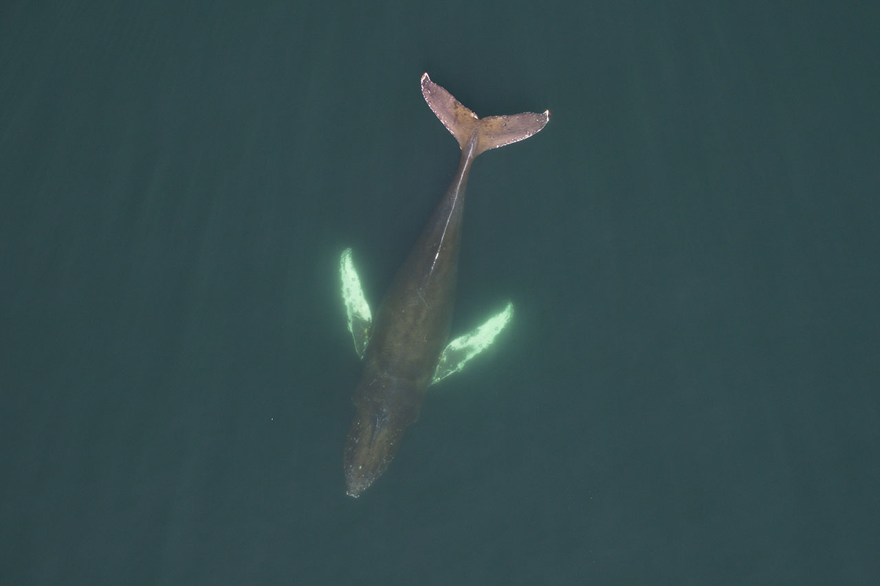 mers marine education research society whale conger bcy0728 ocean wise