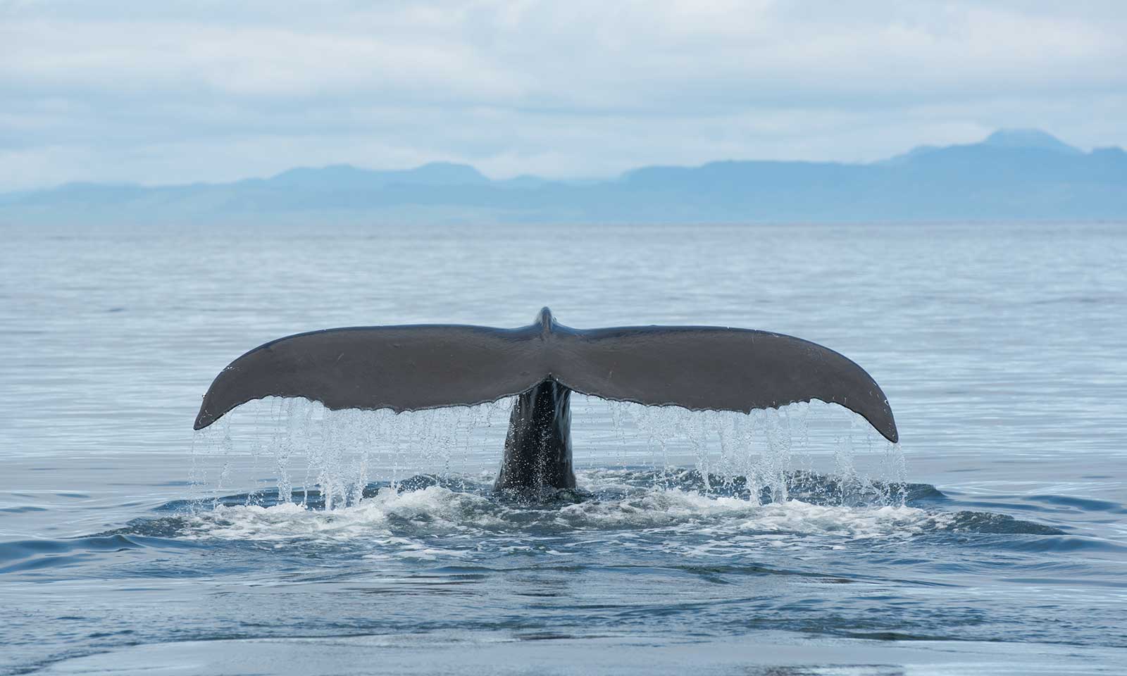 mers marine education research society whale guardian tail peeping out of water