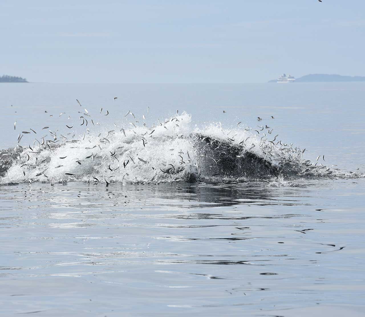 mers marine education research society whale lunge feeding many fish