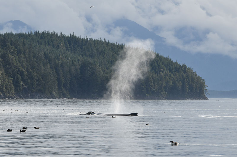 mers marine education research society whale ripple a little above water